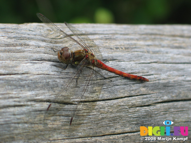 28158 Red Dragonfly on tree Common Darter (Sympetrum striolatum)